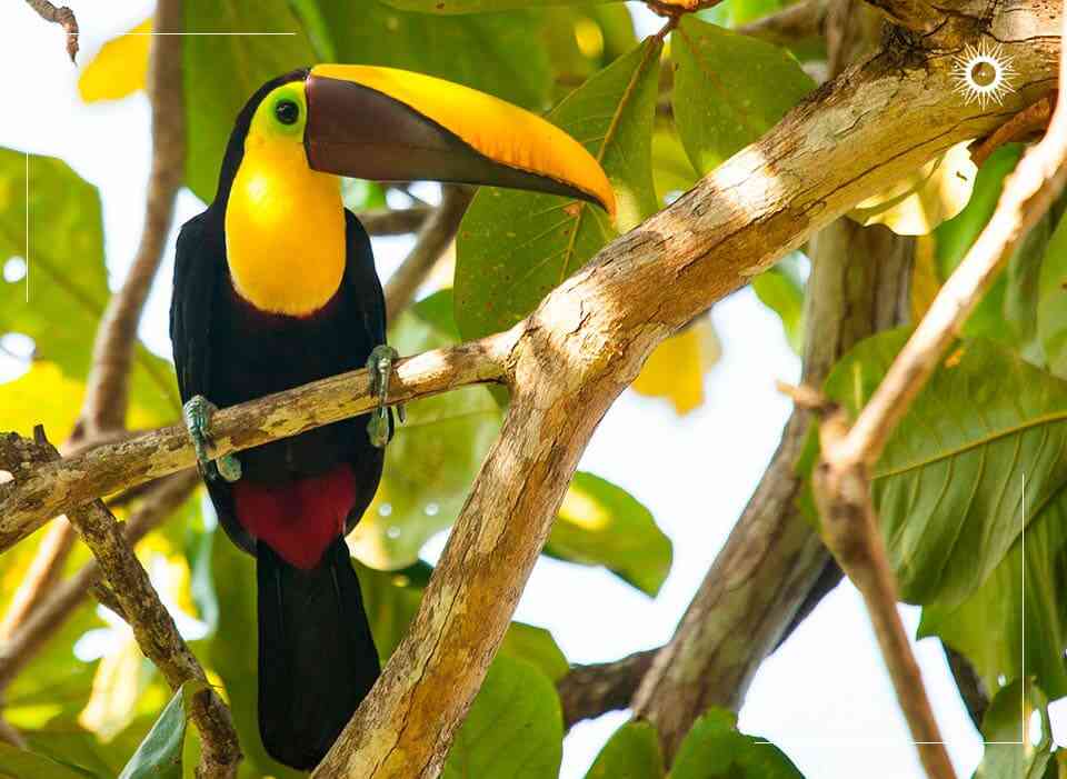 tortuguero jungle tour